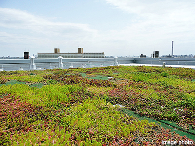 屋上緑化｜ザ・パークハウス上野