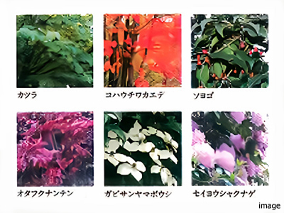 植栽イメージ｜ザ・パークハウス上野